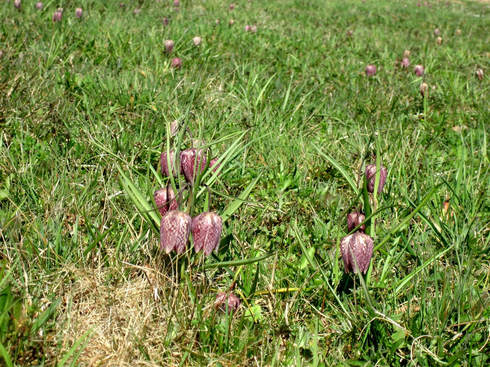 Snake's Head Fritillary (Fritillaria Meleagris) — it's ideal for naturalizing in grassy areas or woodland settings; this low-maintenance plant, image 124