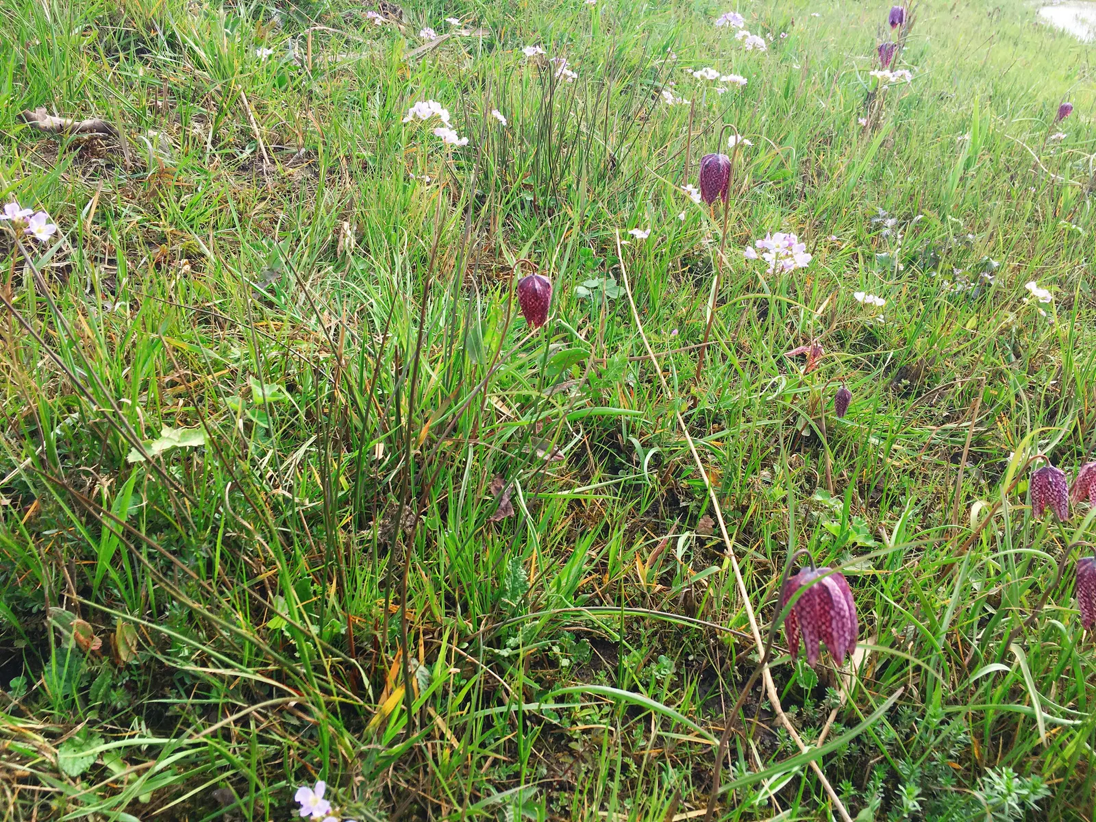 Snake's Head Fritillary (Fritillaria Meleagris) — Gardeners should be aware that while it's resistant to deer browsing; it is essential to consider, image 116