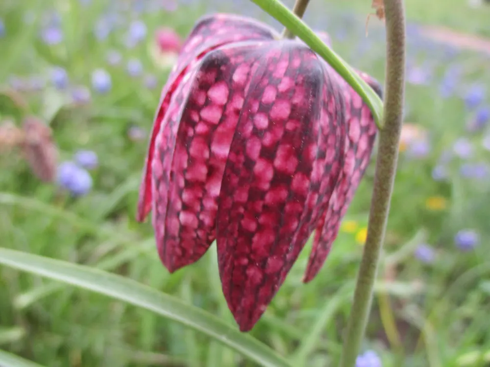 Snake's Head Fritillary (Fritillaria Meleagris) — biodiversity-friendly garden environment; gardeners should be aware that while it's resistant to, image 57