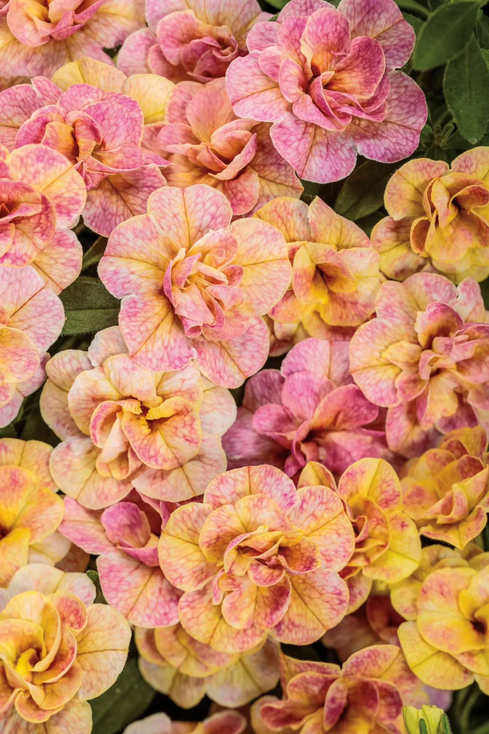 Double Grapefruit double calibrachoa — then gradually blush with warm pink as they mature in the summer sun