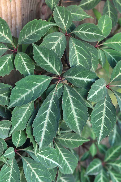 Silvervein Creeper (Parthenocissus Henryana) — The Silvervein Creeper (Parthenocissus henryana) is a captivating