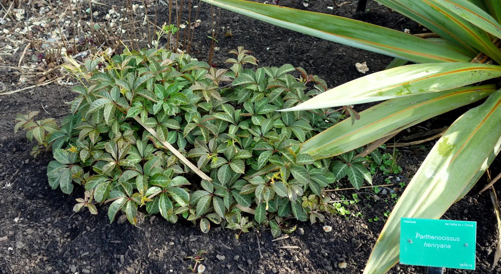 Silvervein Creeper (Parthenocissus Henryana) — semi-evergreen vine notable for its striking dark green leaves with silvery veins