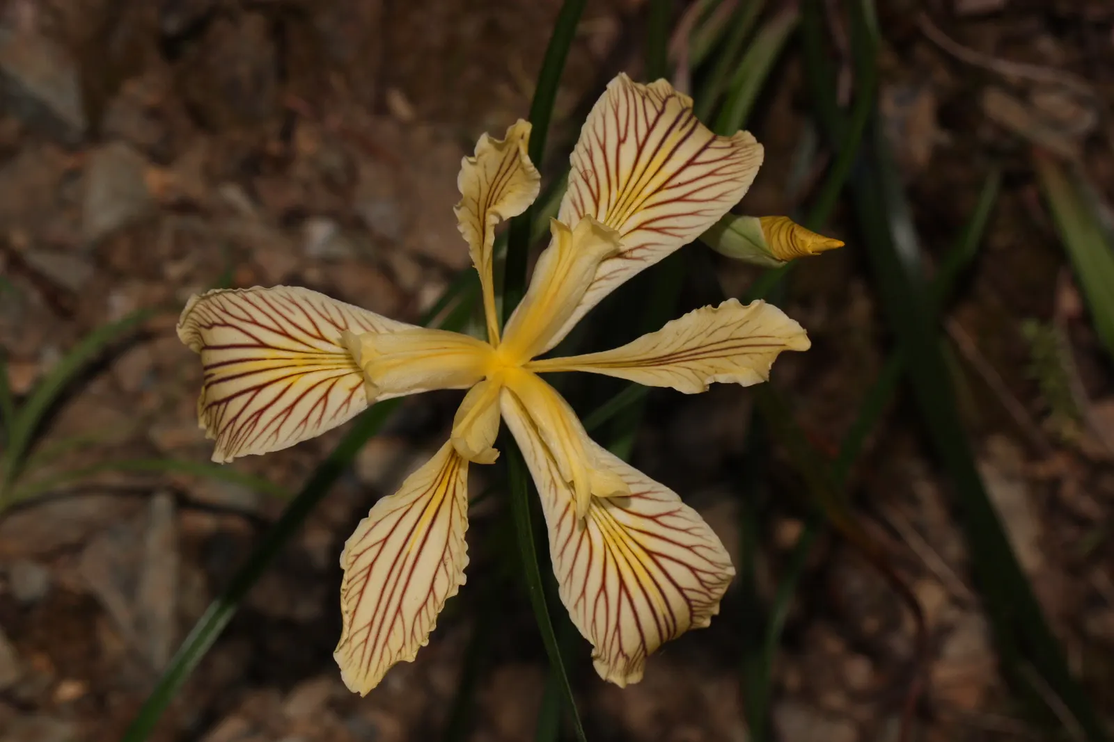 Del Norte Iris (Iris Innominata) — the Del Norte Iris showcases a palette of golden-yellow to creamy-yellow blossoms