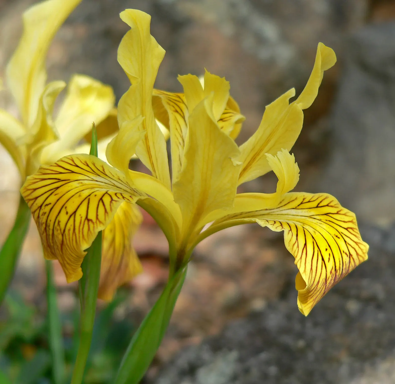 Del Norte Iris (Iris Innominata) — It thrives in USDA Zones 7-9, preferring partial sun and well-draining soil