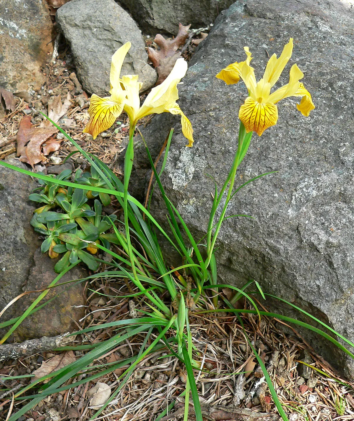 Del Norte Iris (Iris Innominata) — scientifically known as Iris innominata