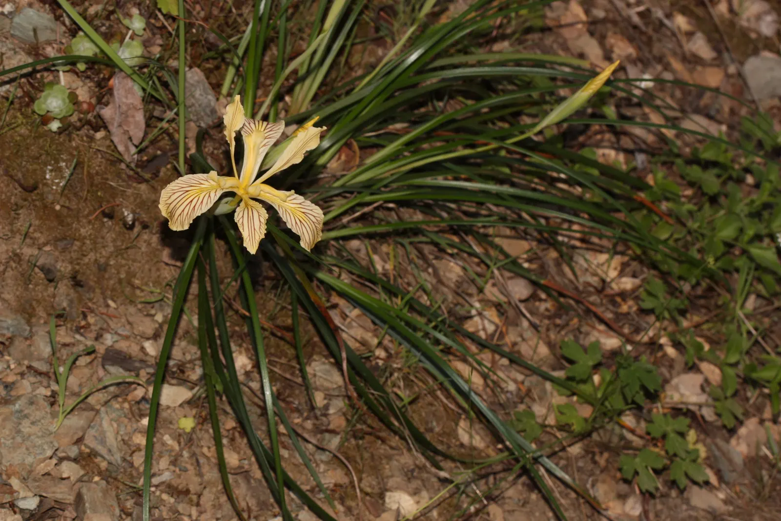 Del Norte Iris (Iris Innominata) — and blooms from late spring to early summer