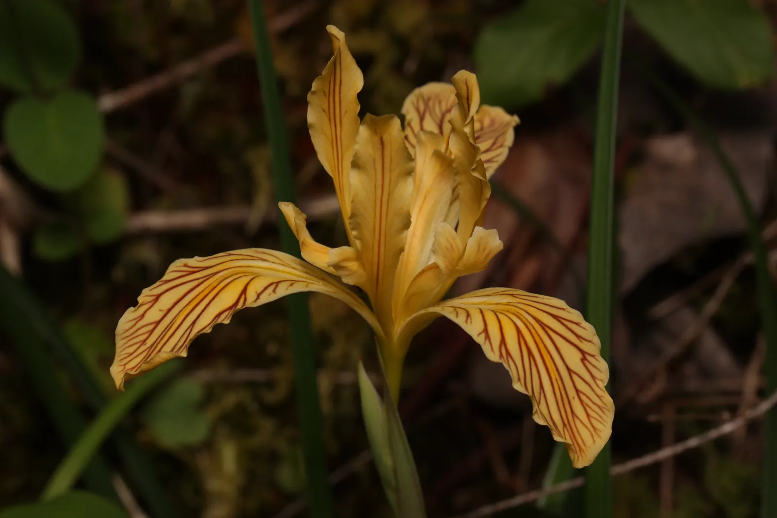 Del Norte Iris (Iris Innominata) — This perennial reaches up to 12 inches tall