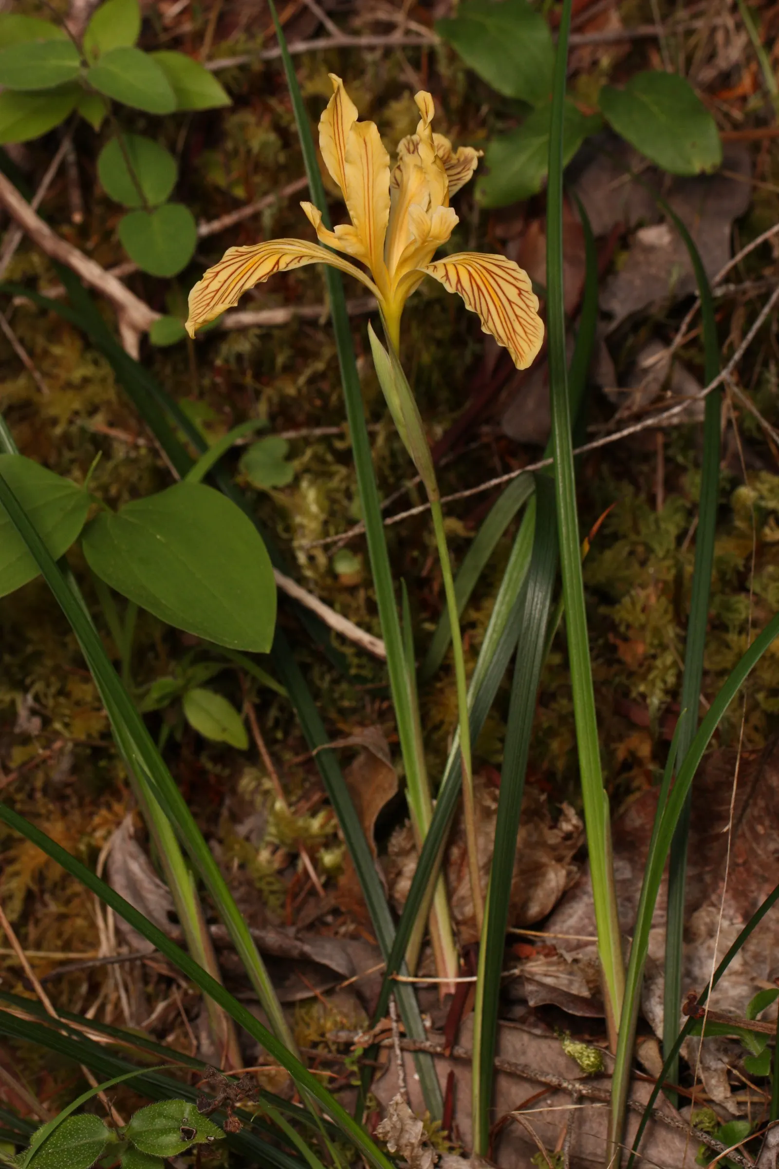Del Norte Iris (Iris Innominata) — hailing from the coastal regions of northern California and southern Oregon