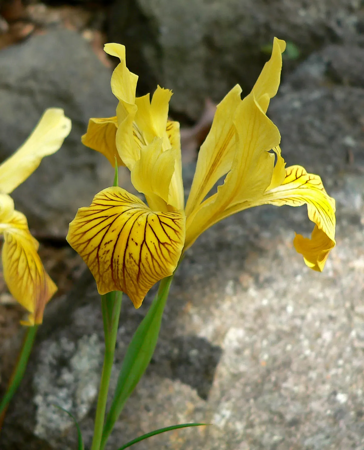 Del Norte Iris (Iris Innominata) — and flower stalks that may extend upwards to 18 inches.<br><br>Notably