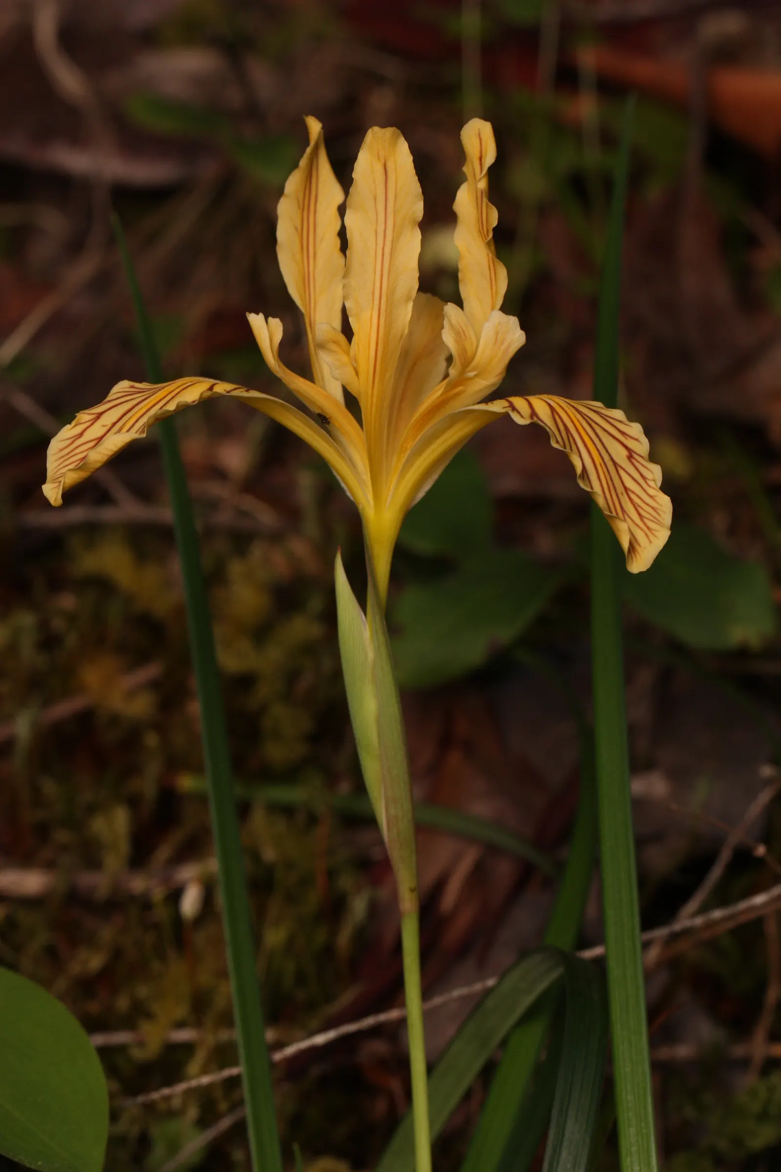 Del Norte Iris (Iris Innominata) — with foliage reaching 8 to 12 inches in height