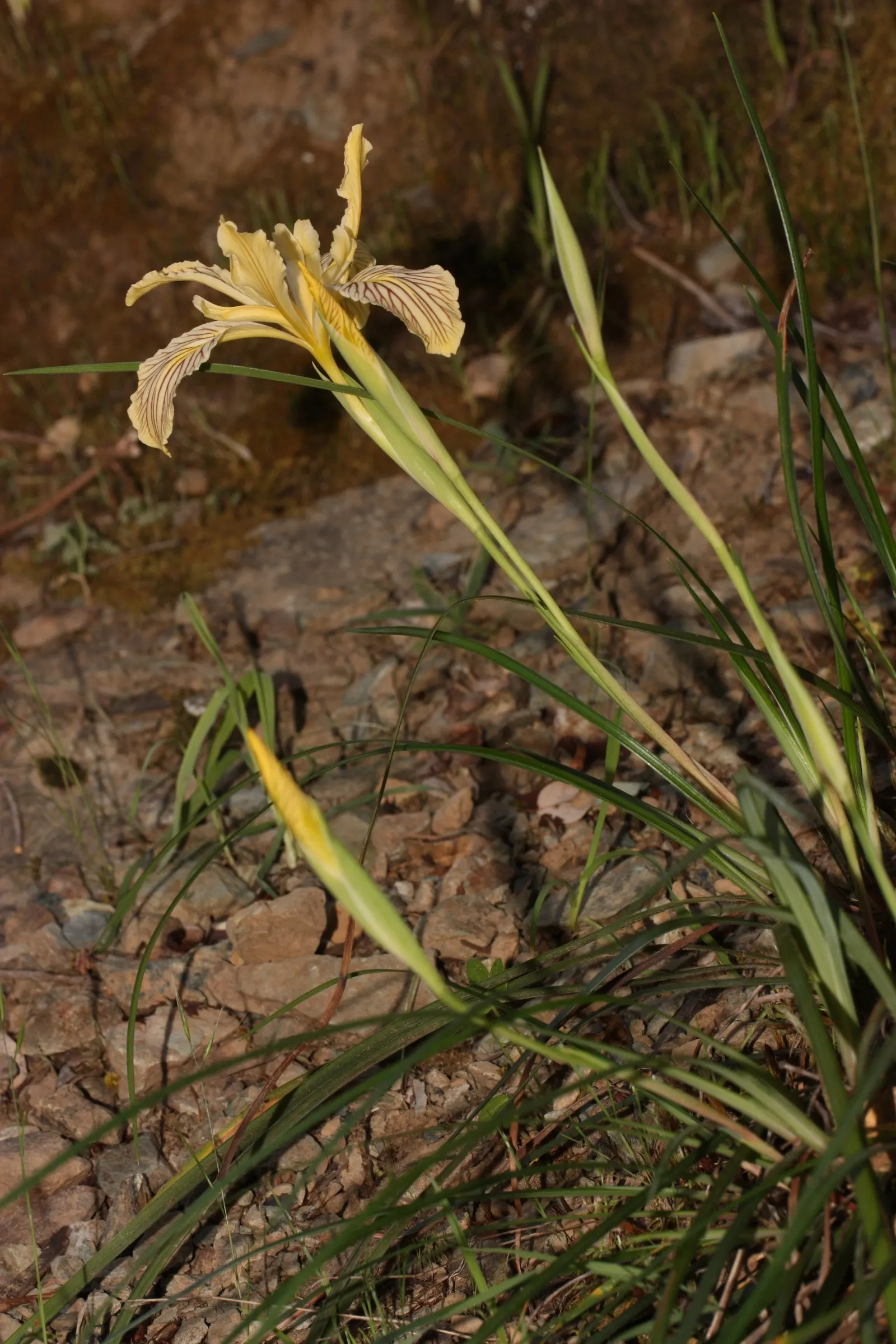 Del Norte Iris (Iris Innominata) — is a gem of the Pacific Northwest that offers captivating beauty to any landscape design