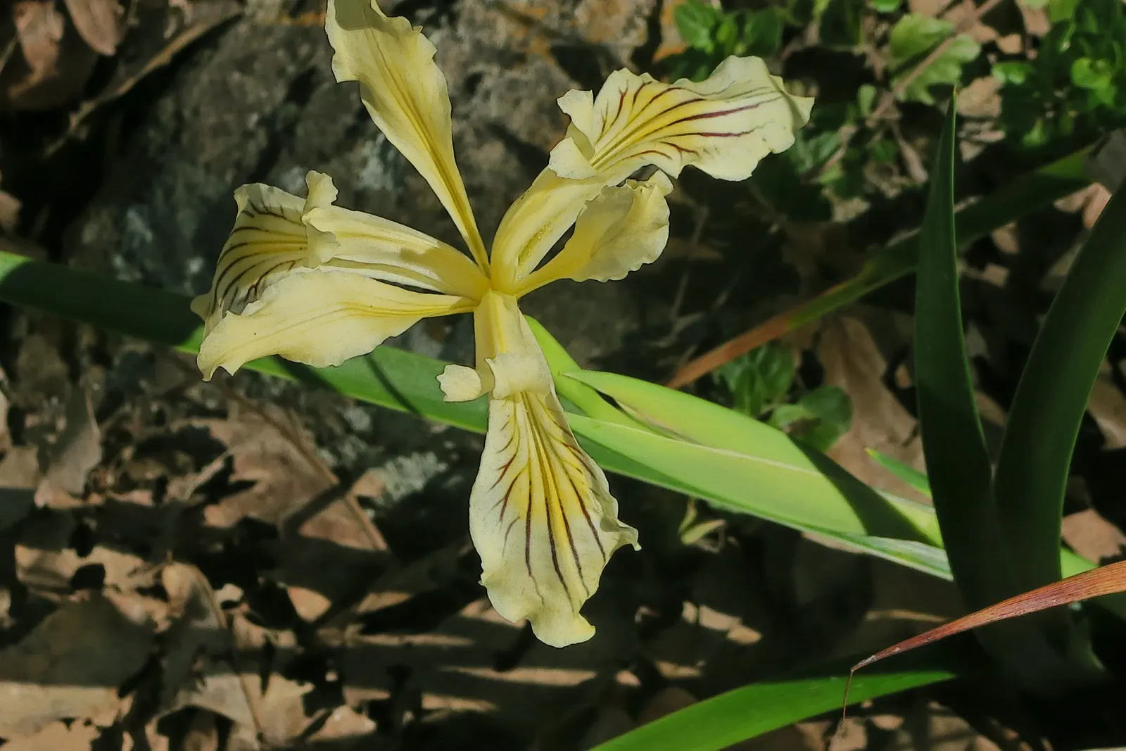 Del Norte Iris (Iris Innominata) — prized for its vivid yellow flowers with purple veining