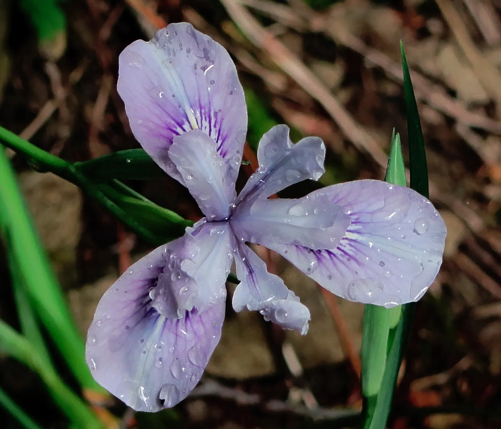 Del Norte Iris (Iris Innominata) — Del Norte Iris (Iris innominata) is a Pacific Coast native