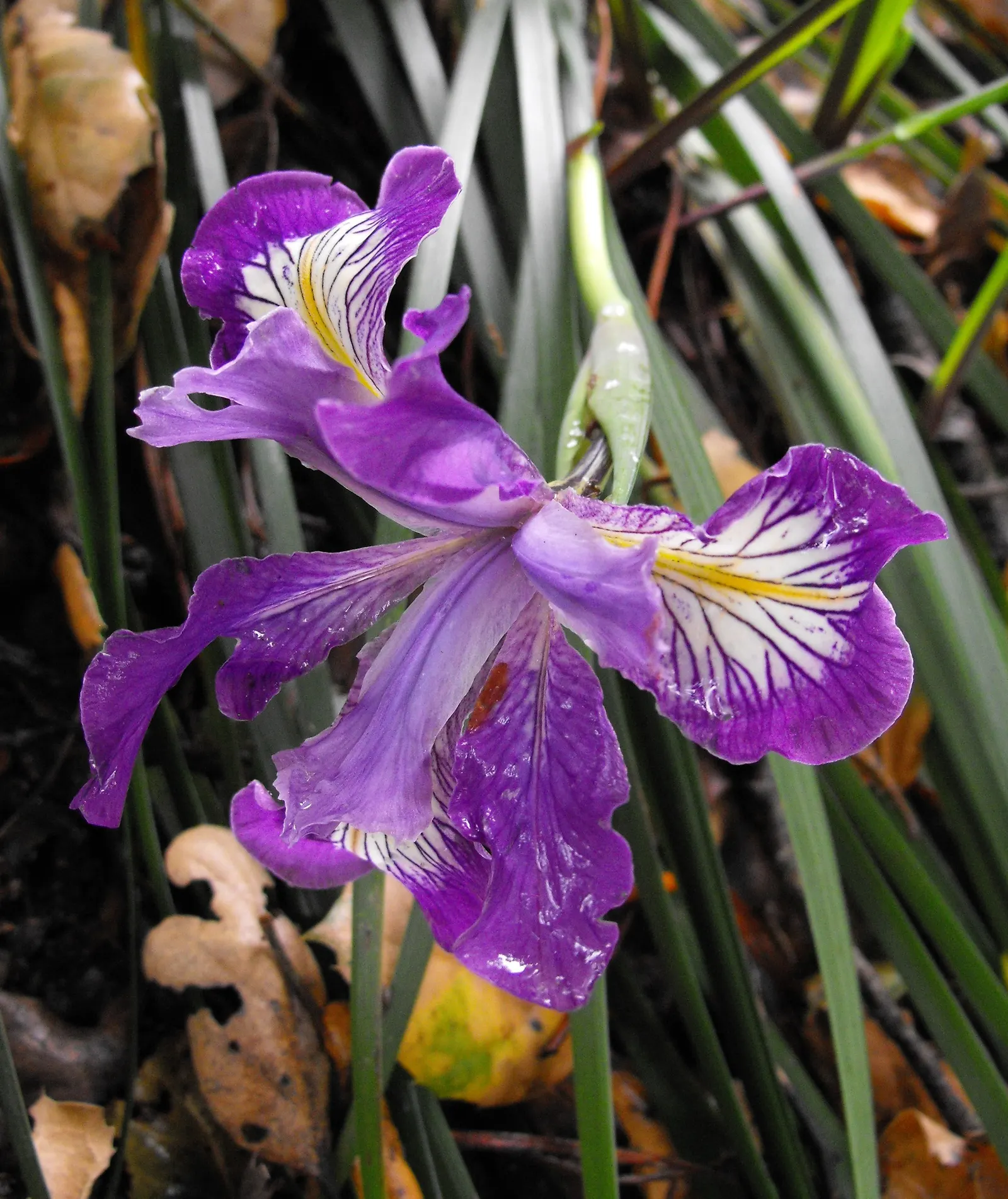 Del Norte Iris (Iris Innominata) — Ideal for woodland settings