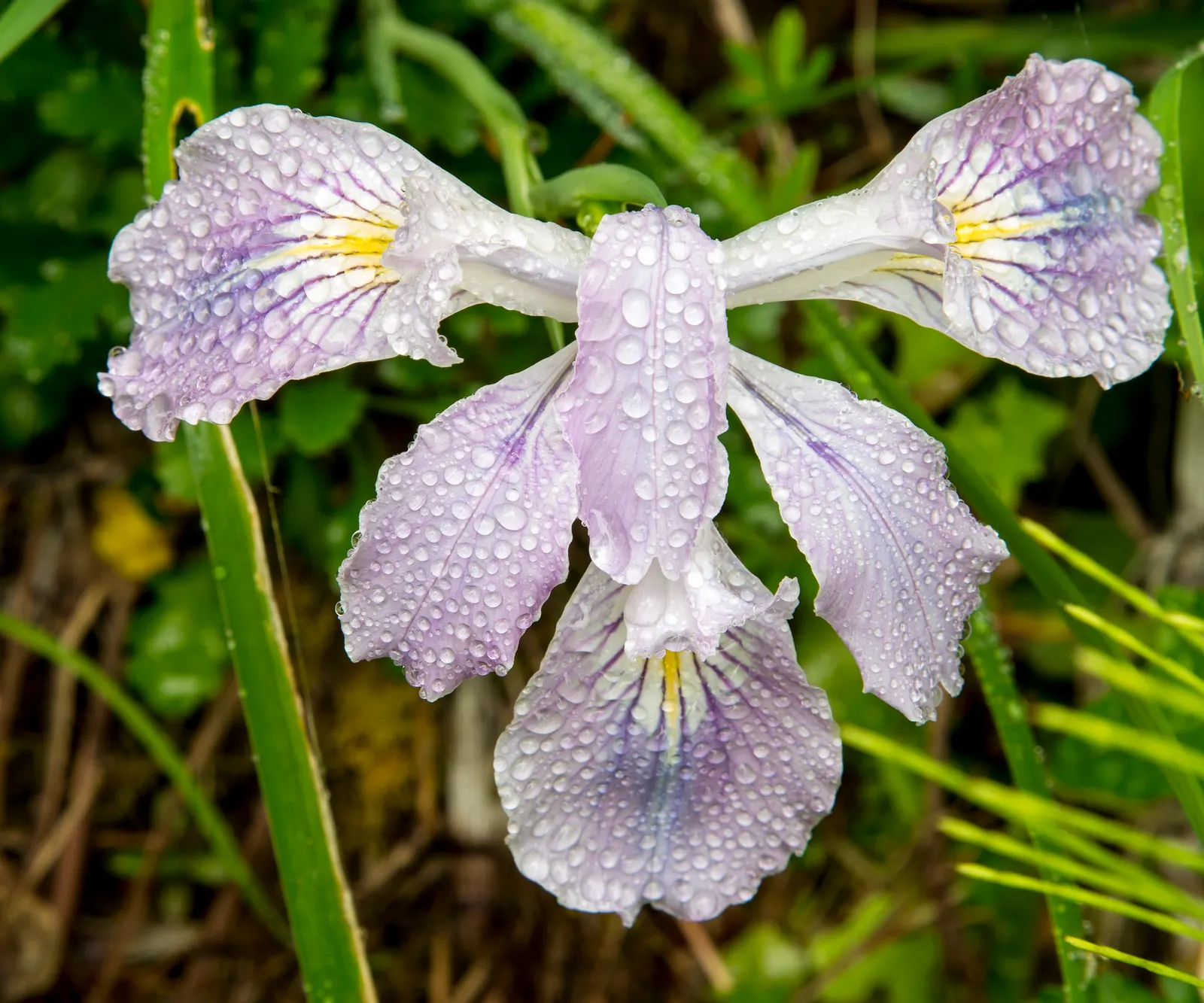 Del Norte Iris (Iris Innominata) — it adds a splash of color to rock gardens and borders while requiring minimal maintenance