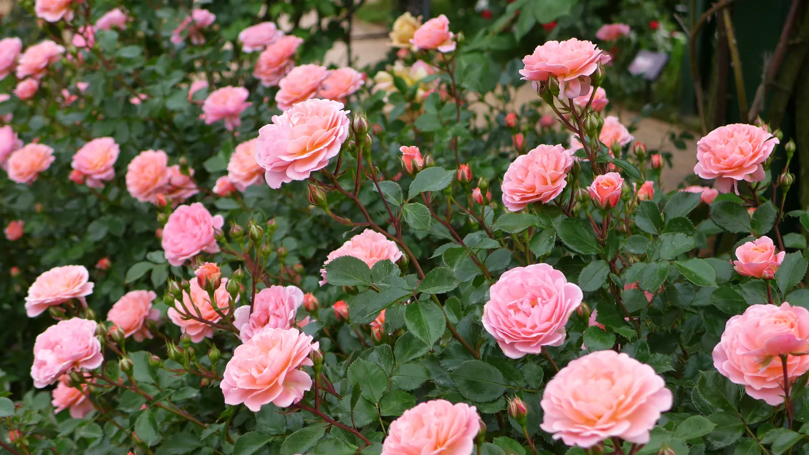 Sweet Drift Rose (Rosa 'Sweet Drift') — Rosa 'Sweet Drift' is a low-growing