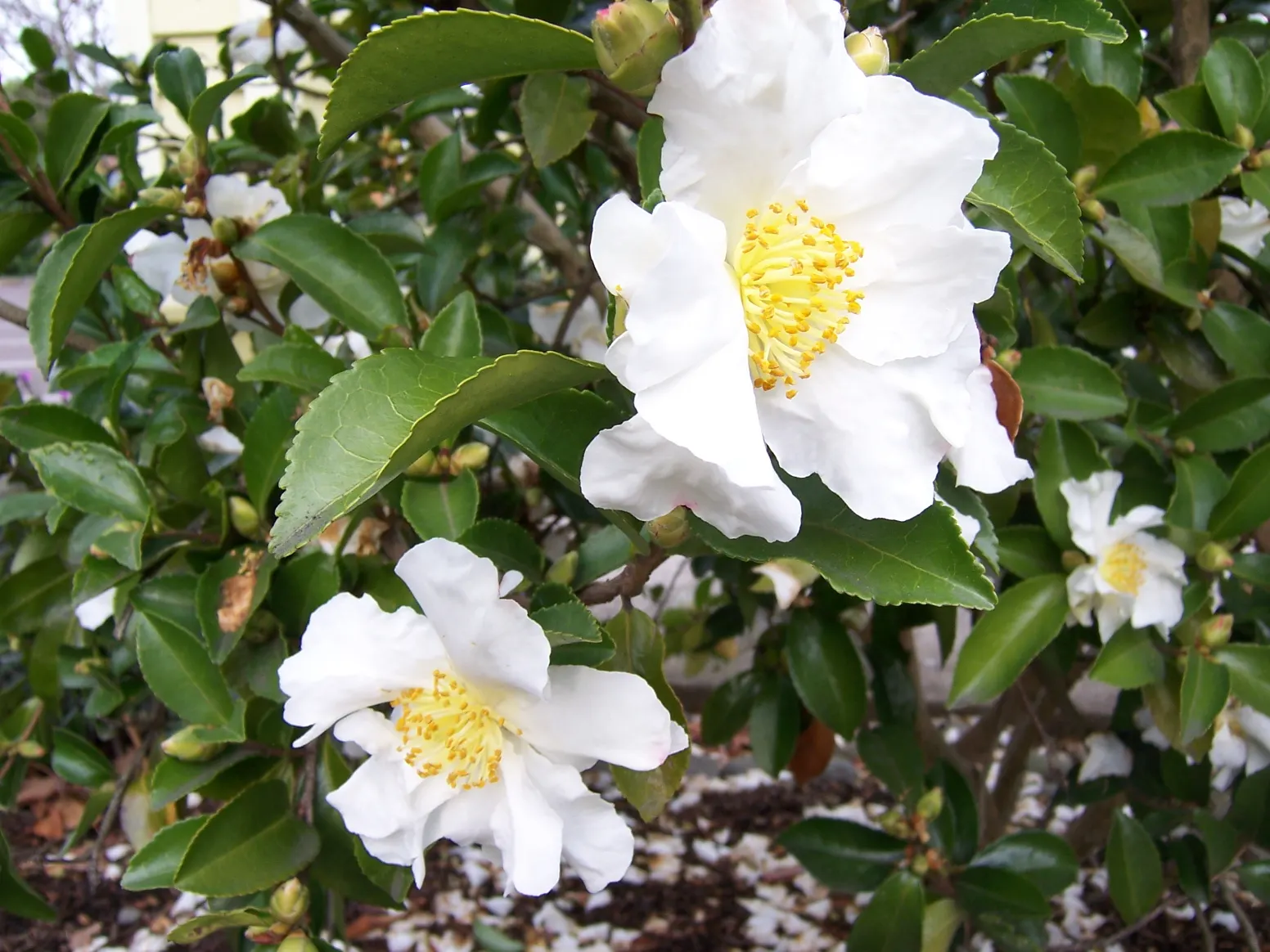 Setsugekka Camellia (Camellia Sasanqua 'Setsugekka') — while its blooms offer a stunning contrast from fall to early winter