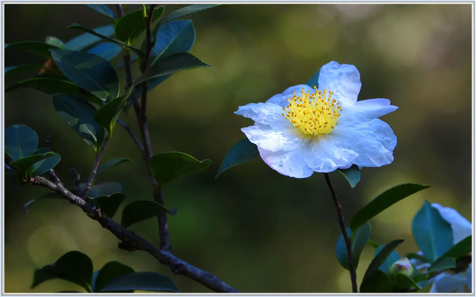 Setsugekka Camellia (Camellia Sasanqua 'Setsugekka') — This evergreen reaches 6-10 feet in height and 4-8 feet in width, performing best in partial shade