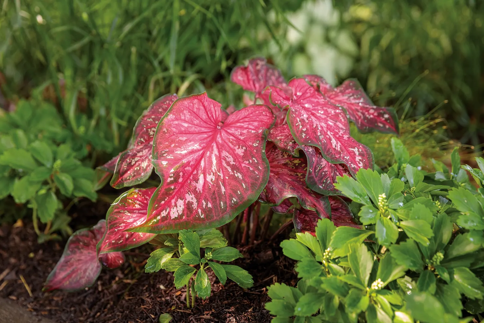 Scarlet Flame Sun or Shade Caladium (Caladium hortulanum) — architectural quality.<br><br>This caladium thrives in heat and humidity and prefers average