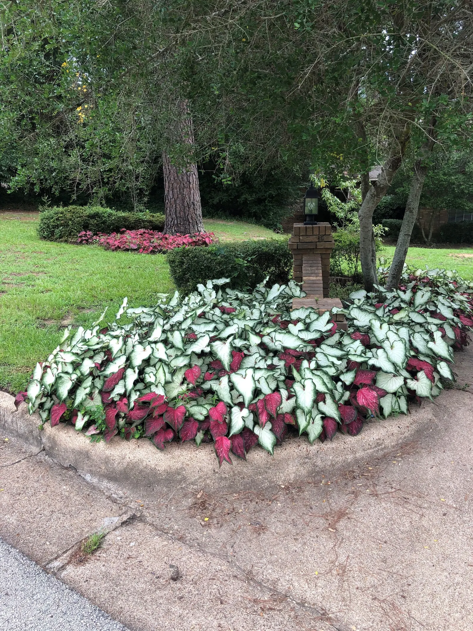 White Wonder Sun or Shade Caladium (Caladium hortulanum) — Keep the soil evenly moist but not soggy; containers often give the best results because, image 81