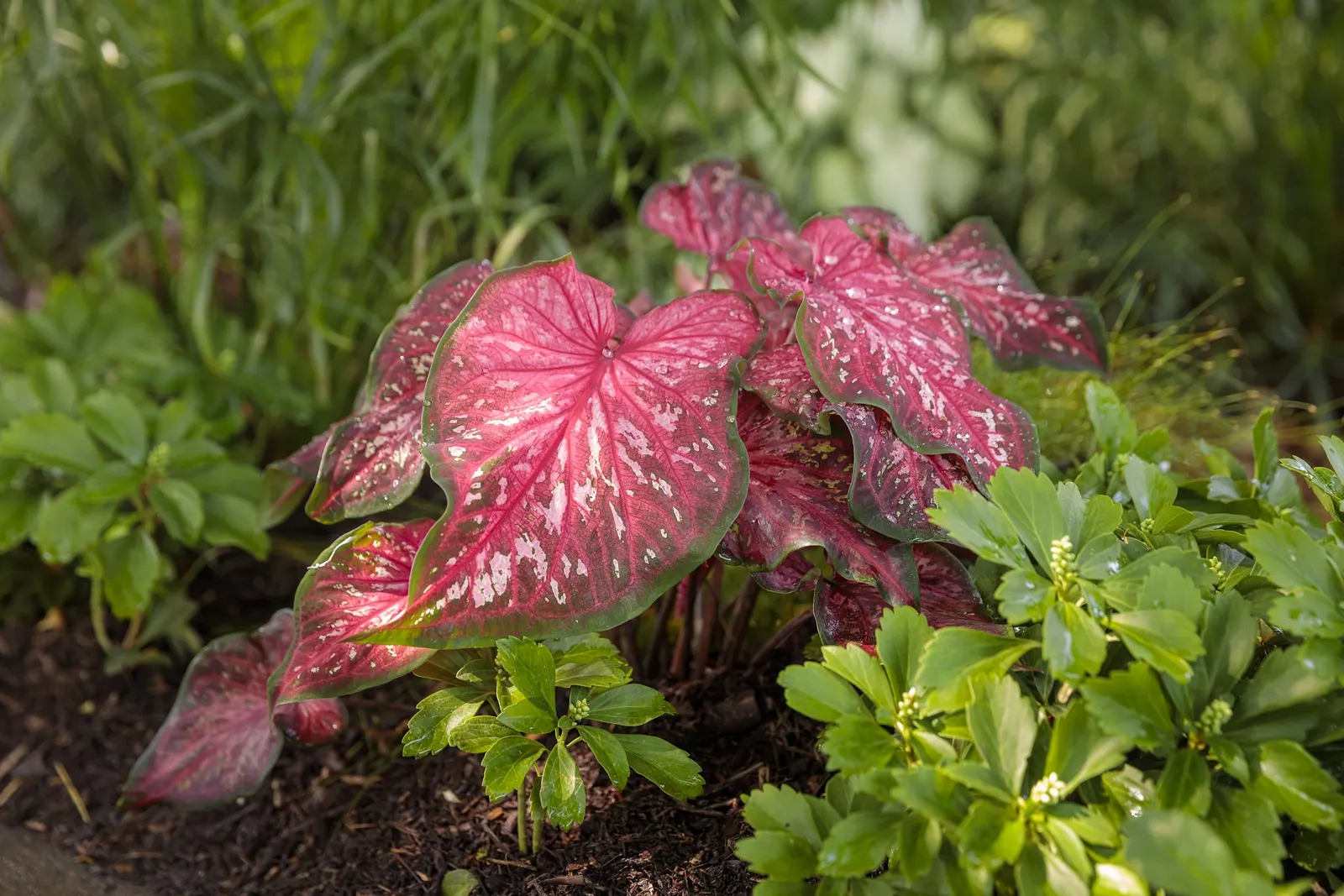Scarlet Flame Sun or Shade Caladium (Caladium hortulanum) — Deer resistance adds practical value