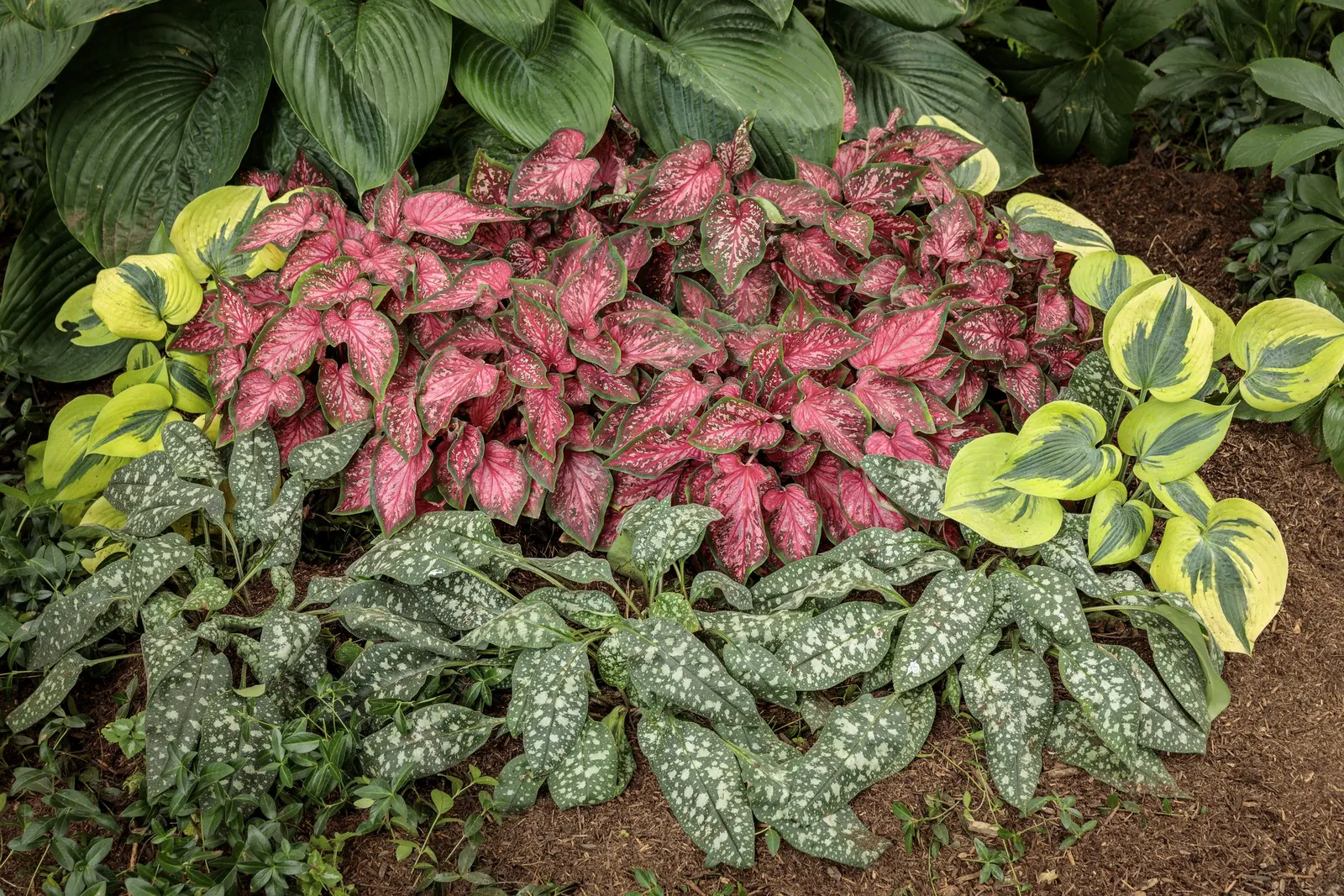 Giant 'Empress Wu' Hosta (Hosta hybrid) — information and resources; proven Winners - Shadowland® Giant 'Empress Wu' - Hosta hybrid purple lavender plant