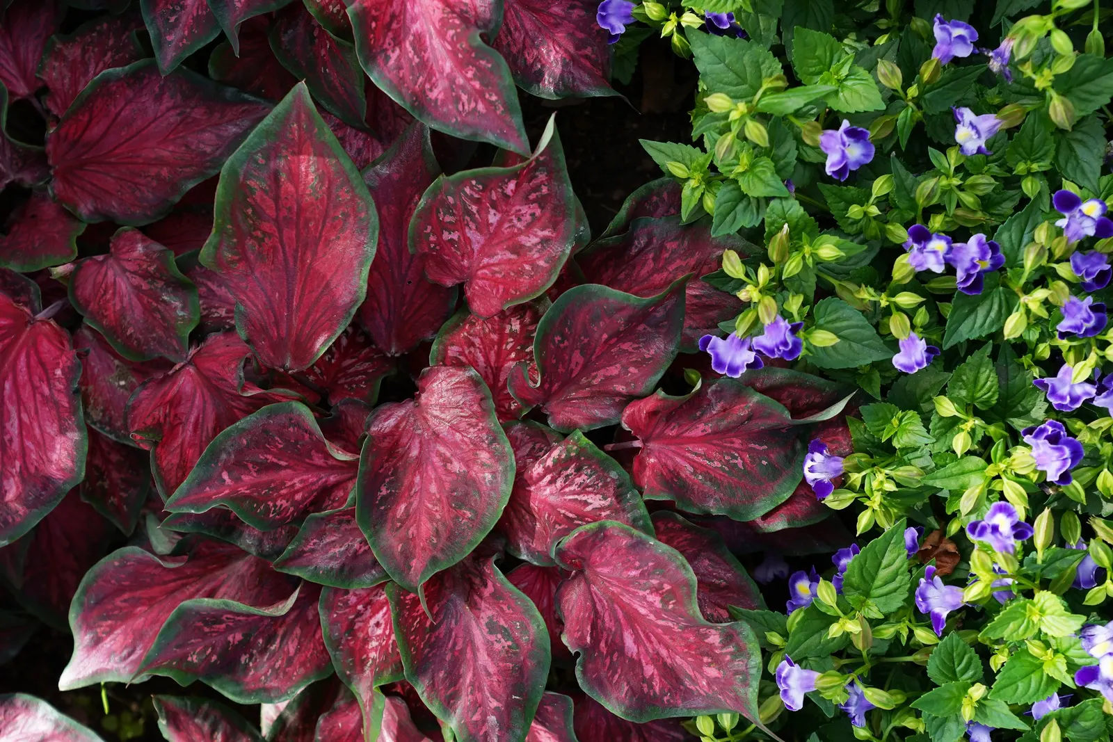 Midnight Blue Wishbone Flower (Torenia) — Flowers start blooming early and keep going til late fall on catalina midnight blue torenia; information, image 19