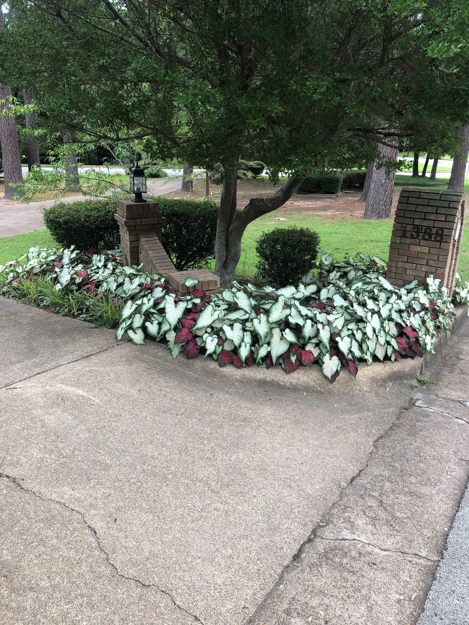 White Wonder Sun or Shade Caladium (Caladium hortulanum) — It thrives in sun or shade, warm conditions, well-drained soil, and steady average, image 64