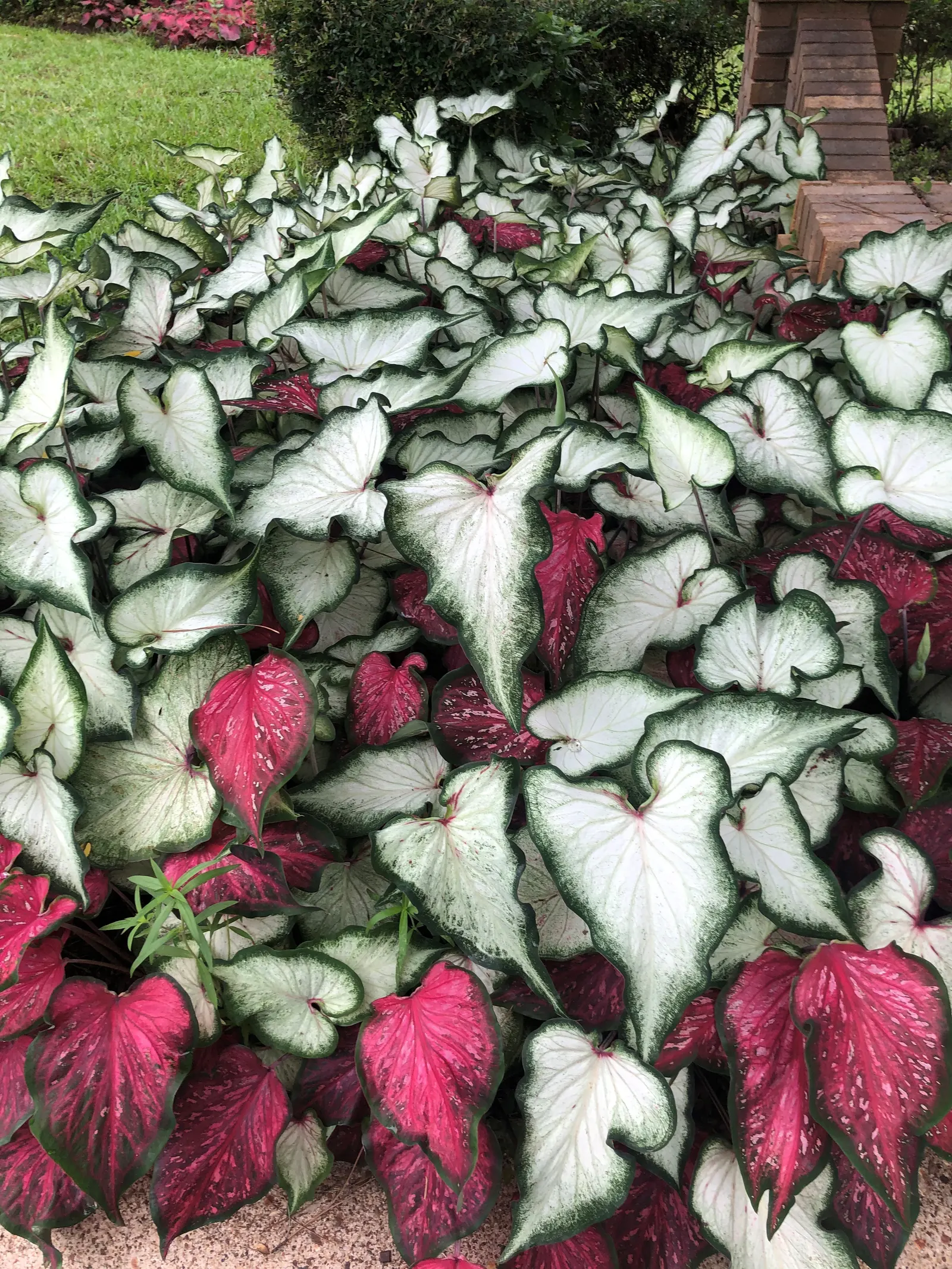 Scarlet Flame Sun or Shade Caladium (Caladium hortulanum) — Scarlet Flame is especially useful as a colorful thriller in mixed containers; it is winter hardy