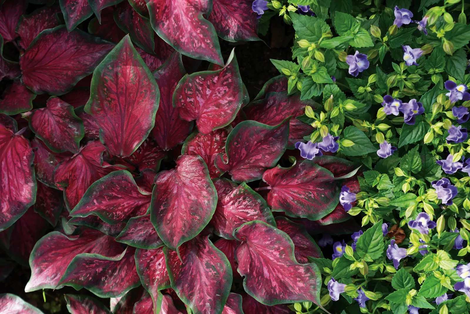 Midnight Blue Wishbone Flower (Torenia) — The result is a wishbone flower plant series that fills hanging baskets and containers with masses of, image 21