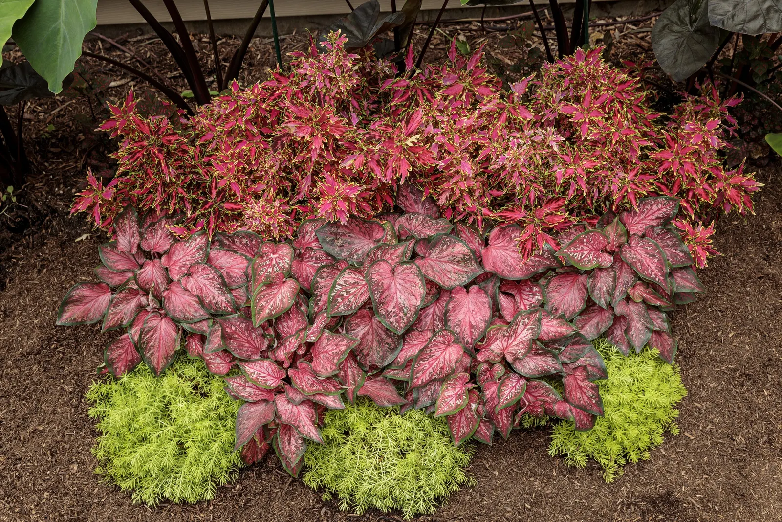 Mini Me™ Watermelon Coleus (Coleus scutellarioides) — The foliage is the feature here; lavender flowers may appear very late