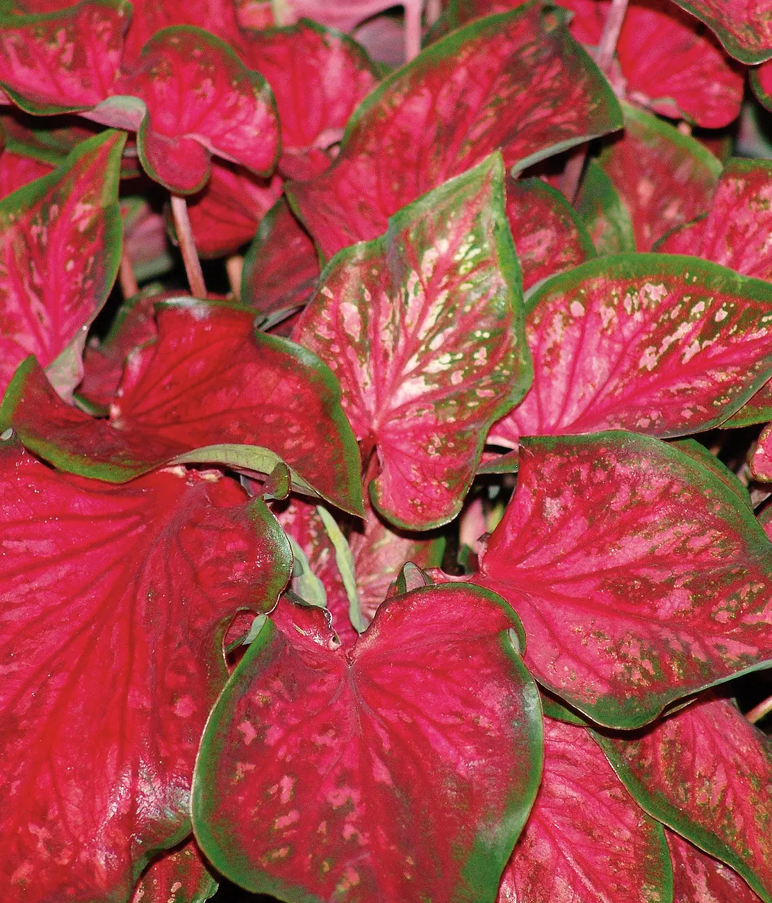 Scarlet Flame Sun or Shade Caladium (Caladium hortulanum) — rising above trailing and mounding companions with tropical confidence; high-intensity regions it