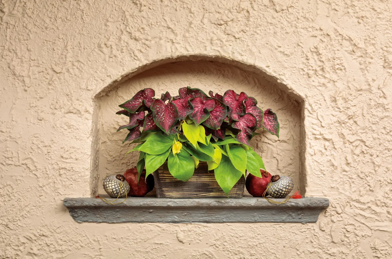 Scarlet Flame Sun or Shade Caladium (Caladium hortulanum) — Scarlet Flame reaches a compact 15 to 20 inches tall with an 8 to 10 inch spread; this upright