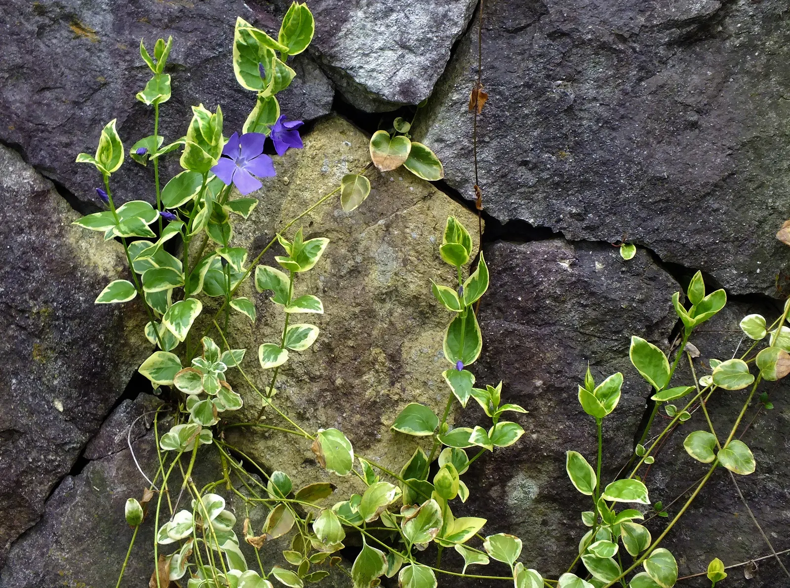Variegated Periwinkle (Vinca Major 'Variegata') — as well as its drought tolerance once rooted