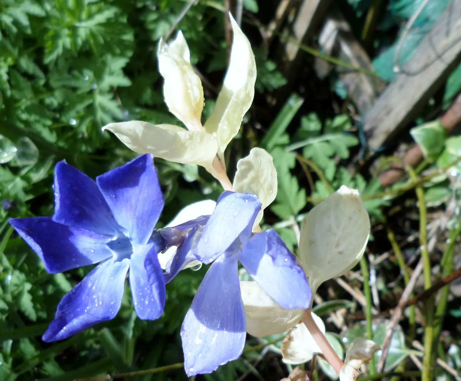 Variegated Periwinkle (Vinca Major 'Variegata') — ground cover for deep shade or half or shade