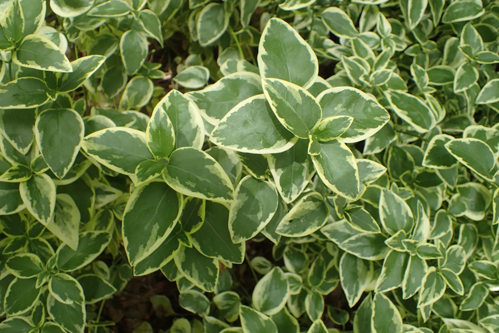 Variegated Periwinkle (Vinca Major 'Variegata') — reaching an overall ground coverage of about 2 to 3 feet in width