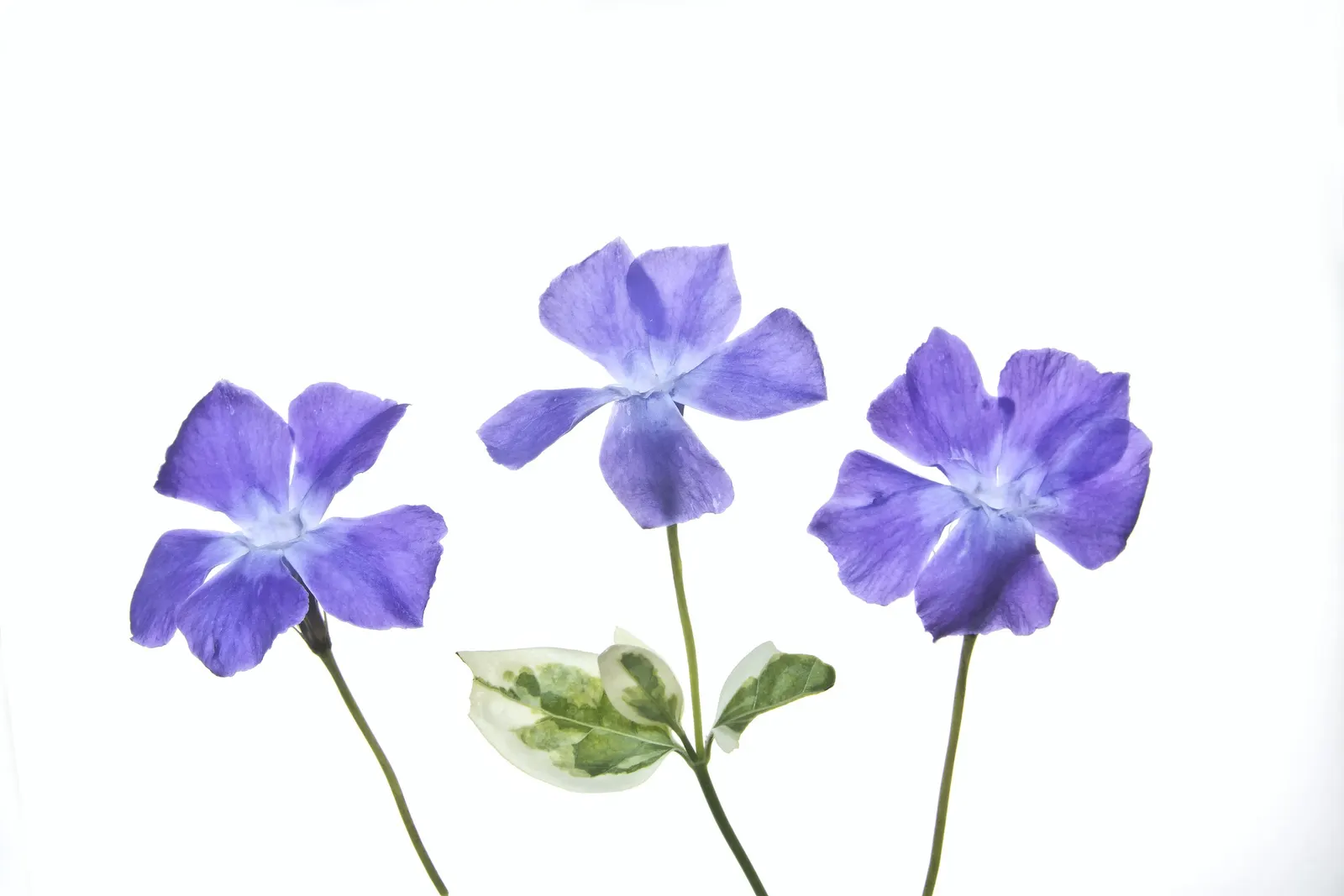 Variegated Periwinkle (Vinca Major 'Variegata') — Ideal for erosion control, it requires minimal maintenance once established