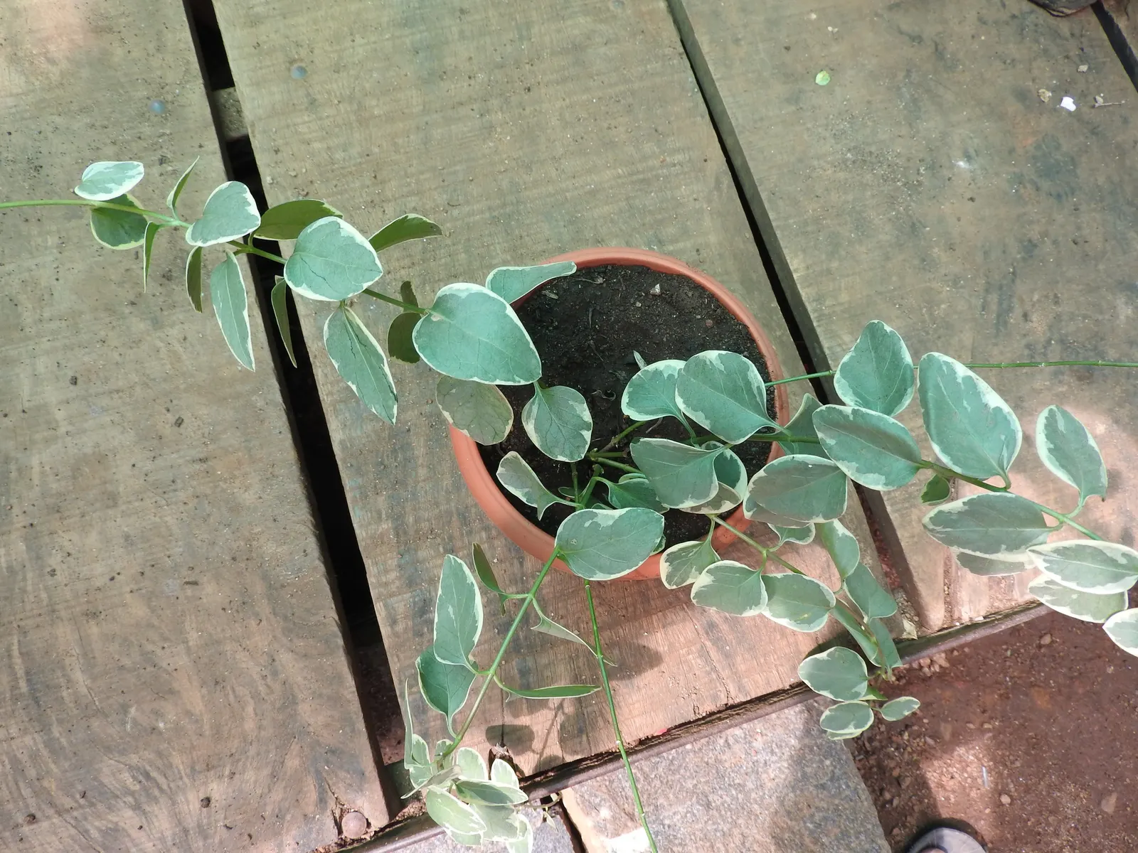 Variegated Periwinkle (Vinca Major 'Variegata') — ground cover with blue blooms