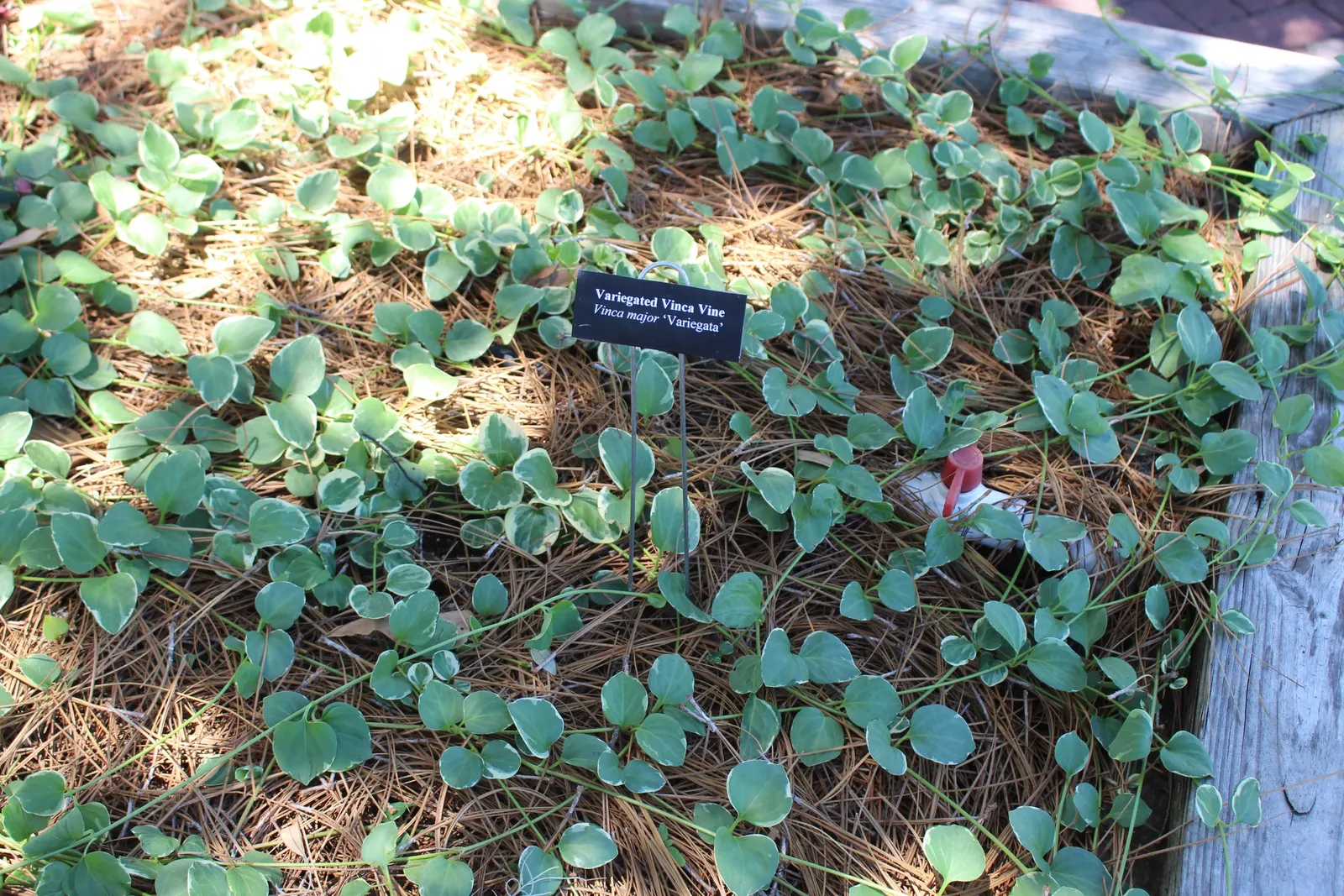 Variegated Periwinkle (Vinca Major 'Variegata') — needing only occasional pruning to control its spread and maintain the desired shape