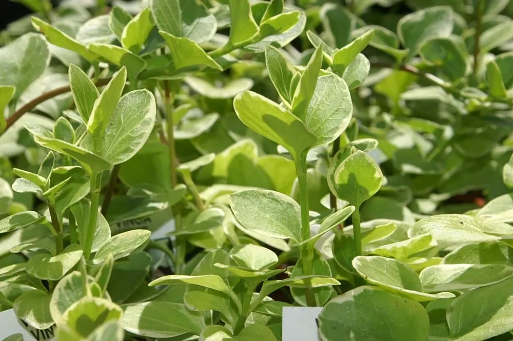 Variegated Periwinkle (Vinca Major 'Variegata') — Dainty violet-blue flowers emerge in spring, adding a pop of color