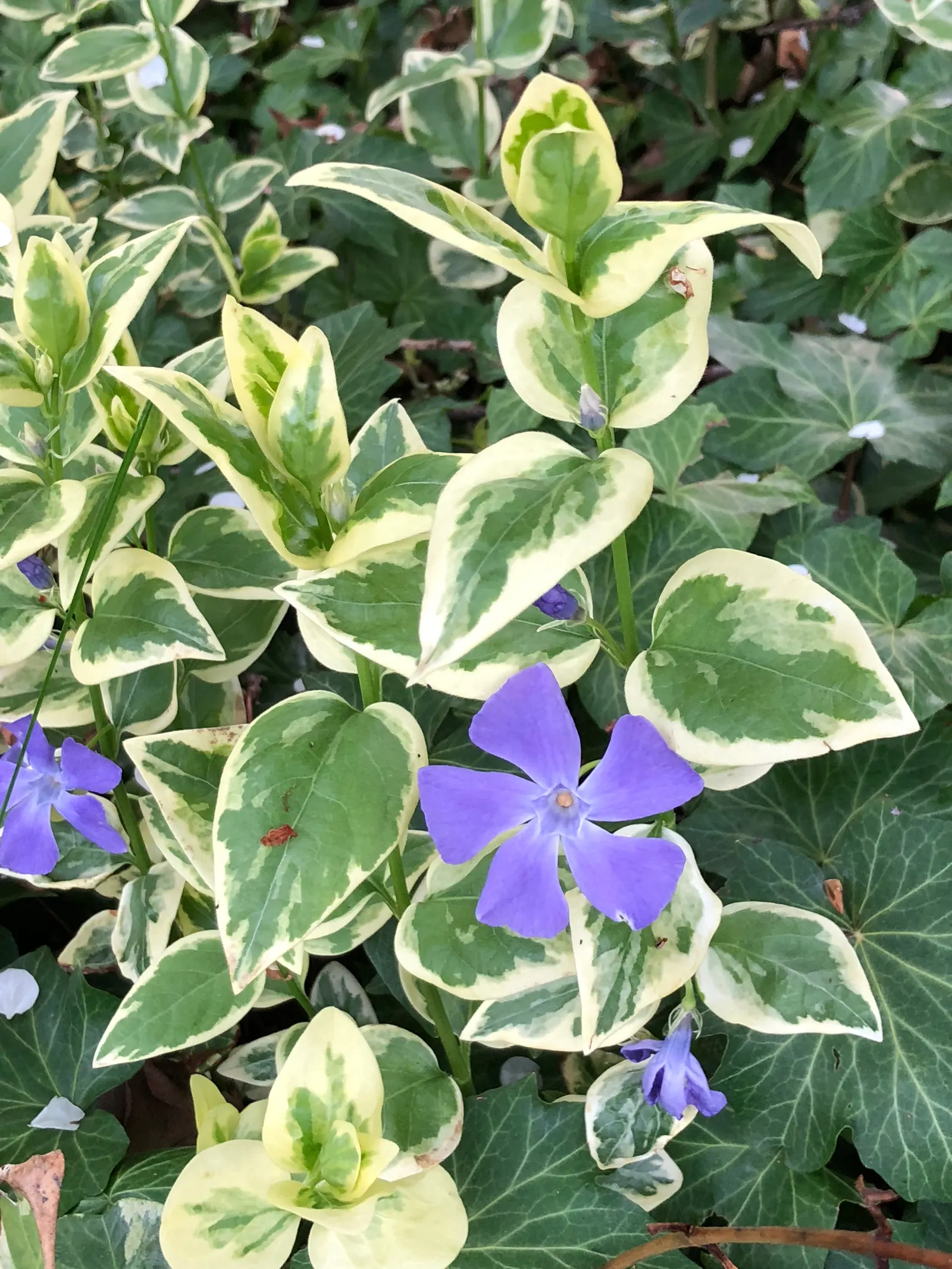 Variegated Periwinkle (Vinca Major 'Variegata') — and a height of 12 to 18 inches