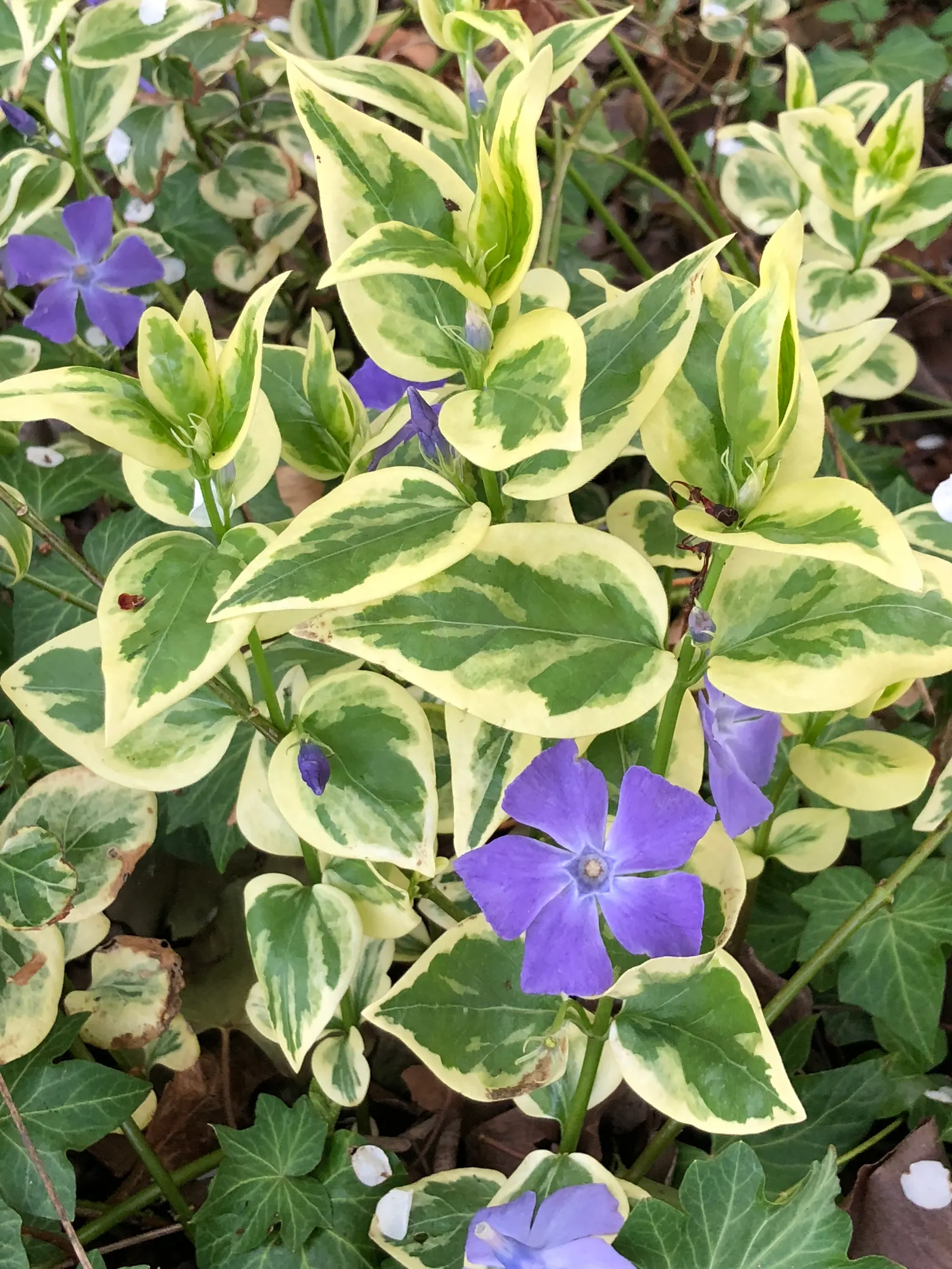 Variegated Periwinkle (Vinca Major 'Variegata') — Vinca major 'Variegata' can extend its trailing stems up to 18 inches per year