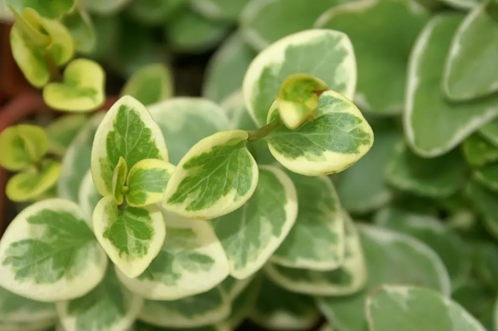 Variegated Periwinkle (Vinca Major 'Variegata') — it flourishes in partial to full shade