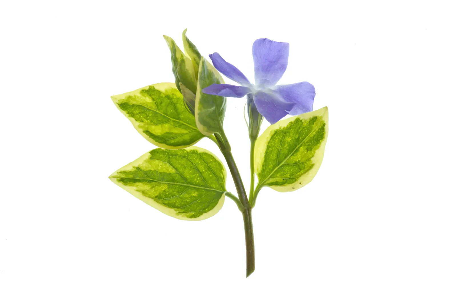 Variegated Periwinkle (Vinca Major 'Variegata') — reaches a height of 12-18 inches with a spread of 18-24 inches