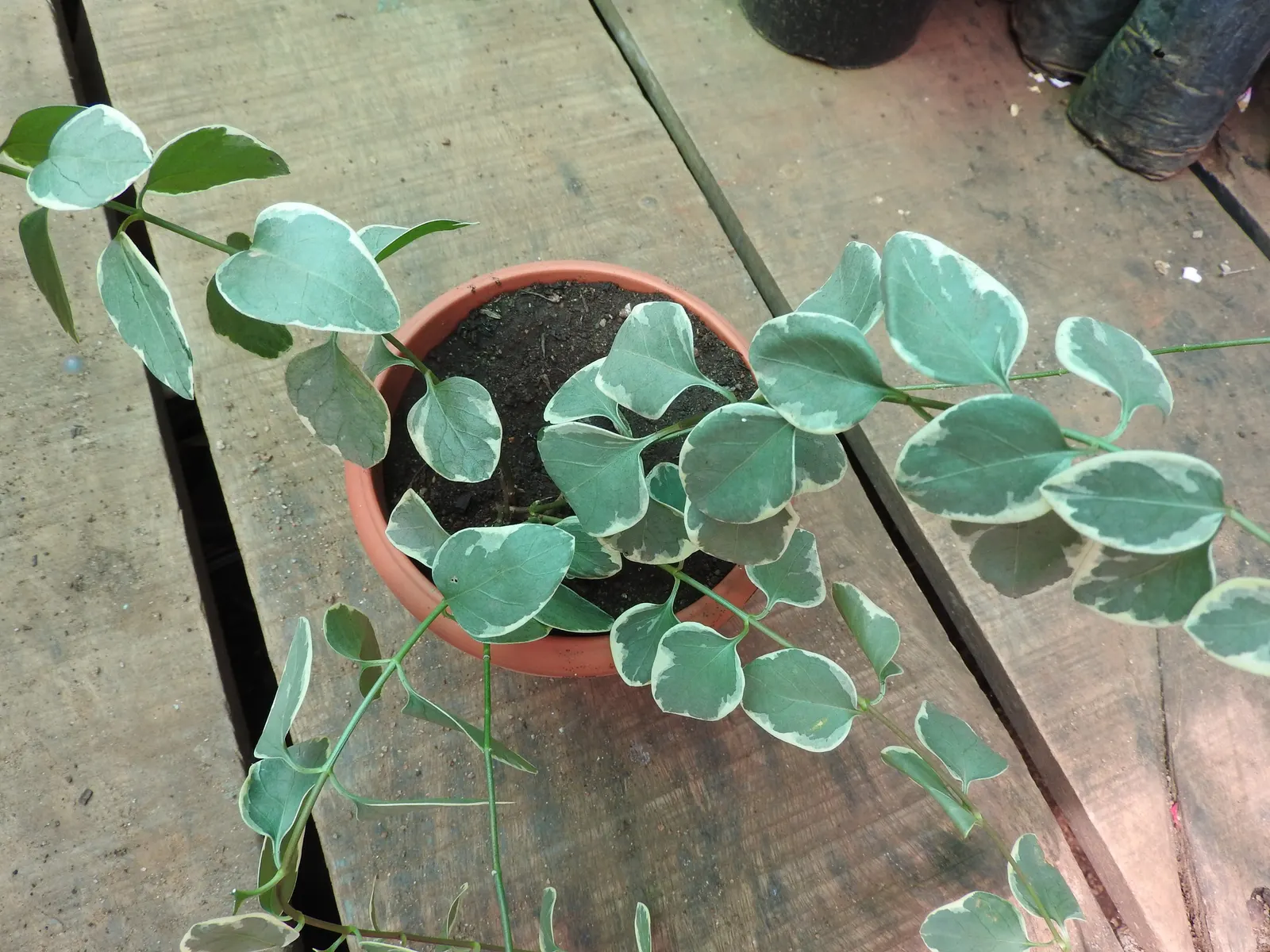 Variegated Periwinkle (Vinca Major 'Variegata') — is an attractive perennial groundcover distinguished by its distinctive foliage and sprawling habit