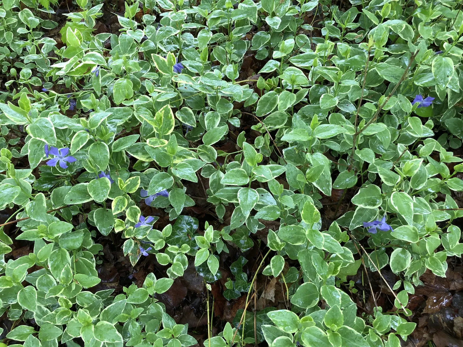 Variegated Periwinkle (Vinca Major 'Variegata') — it produces subtle lavender to violet blossoms that add a seasonal spark of color