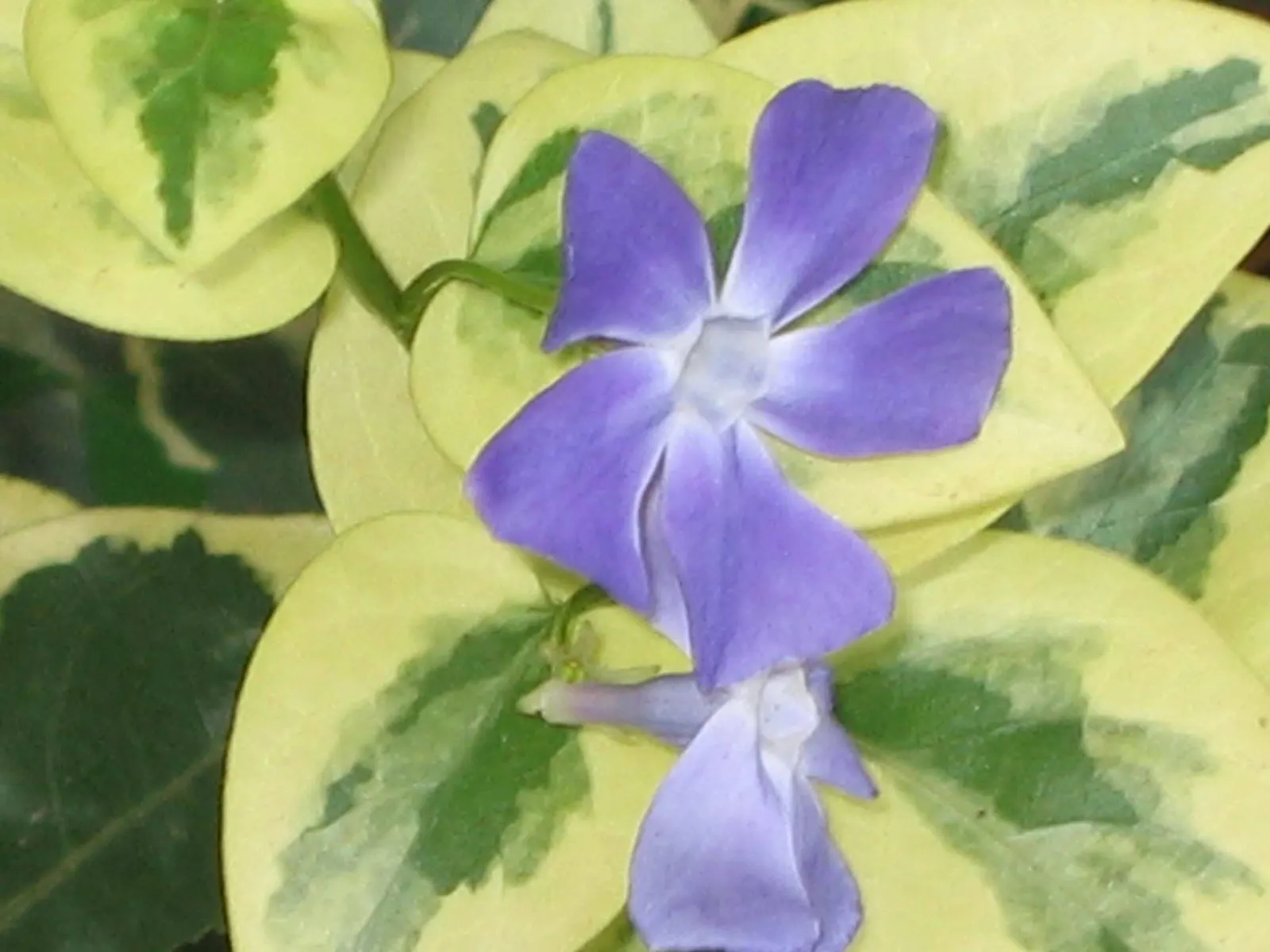 Variegated Periwinkle (Vinca Major 'Variegata') — it flourishes in partial to full shade; ideal for erosion control, it requires minimal maintenance once