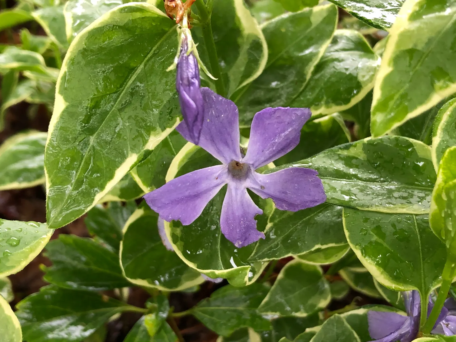 Variegated Periwinkle (Vinca Major 'Variegata') — from full sun to full shade; however
