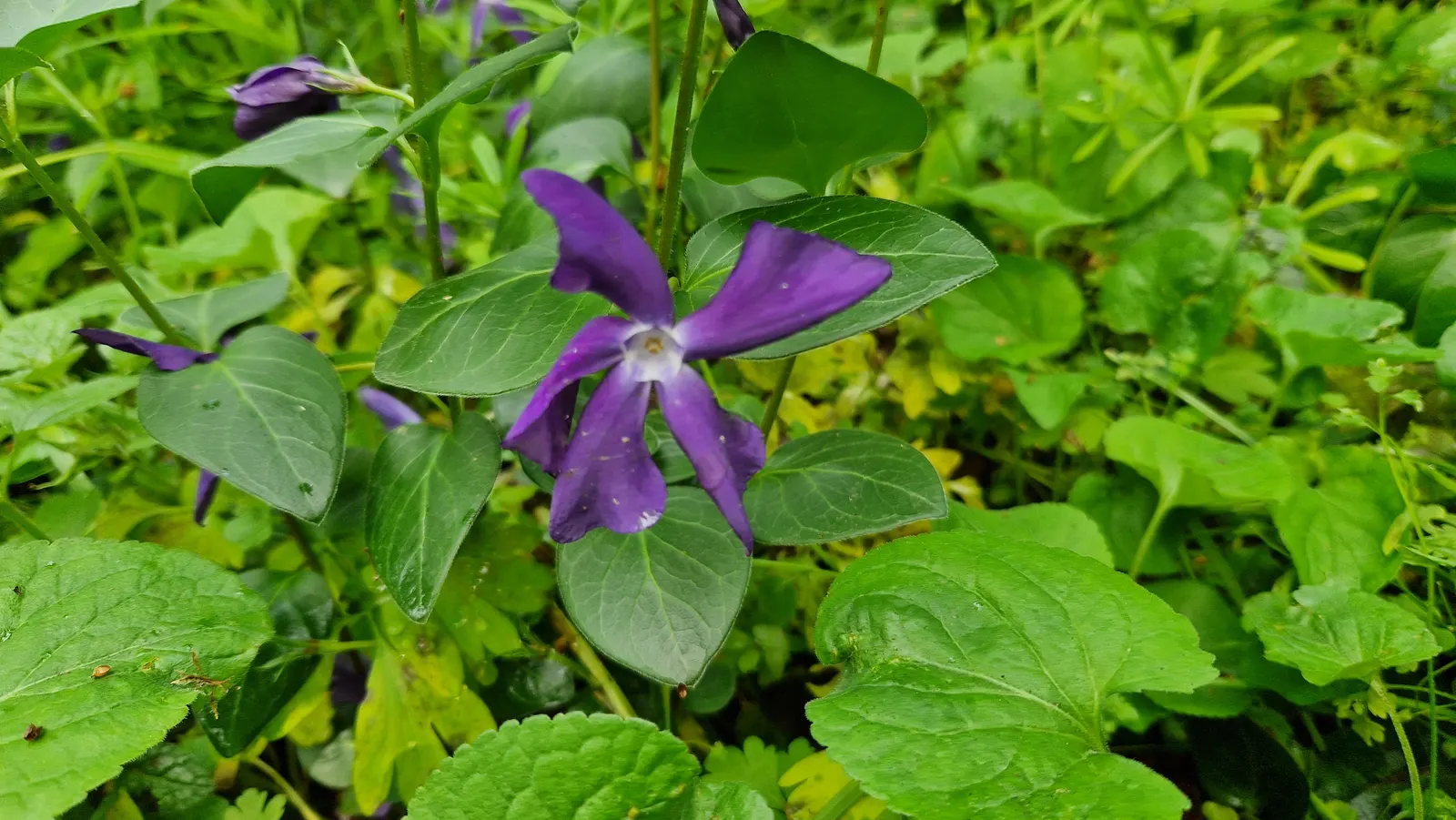 Variegated Periwinkle (Vinca Major 'Variegata') — <br><br>For clients looking to create a dynamic and visually cohesive landscape design