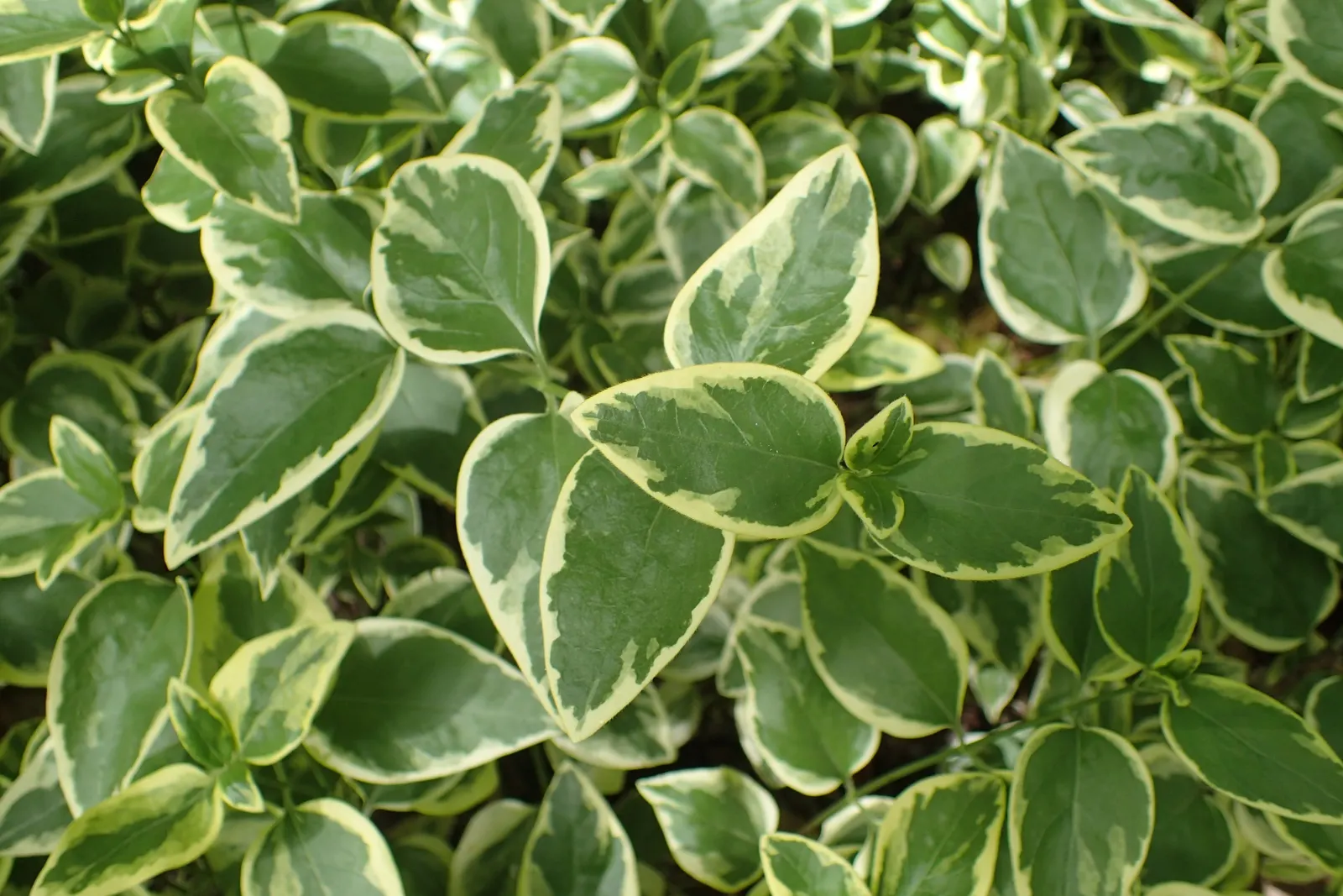 Variegated Periwinkle (Vinca Major 'Variegata') — inviting a serene yet engaging atmosphere into any garden setting